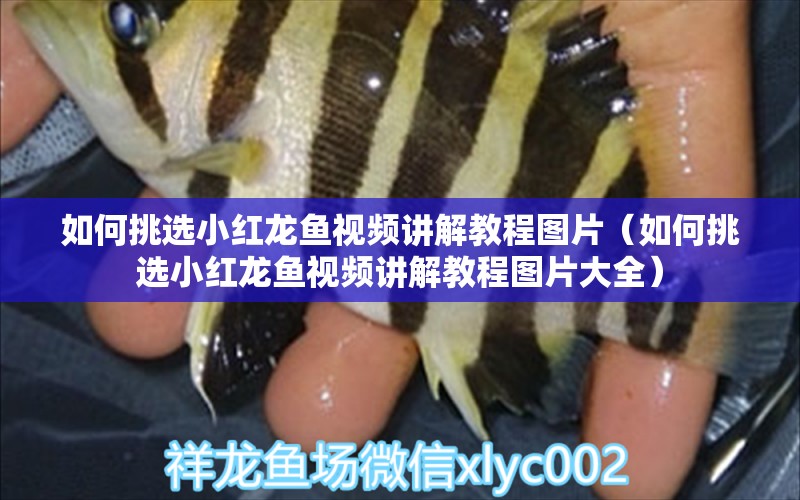 如何挑選小紅龍魚視頻講解教程圖片（如何挑選小紅龍魚視頻講解教程圖片大全） 廣州龍魚批發(fā)市場(chǎng)