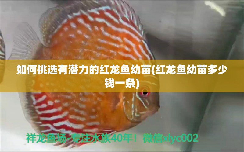 如何挑選有潛力的紅龍魚幼苗(紅龍魚幼苗多少錢一條) 白子關(guān)刀魚苗