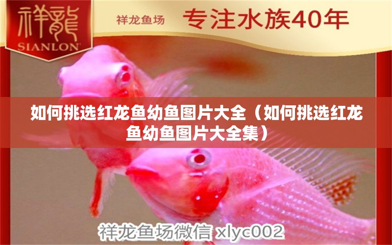 如何挑選紅龍魚幼魚圖片大全（如何挑選紅龍魚幼魚圖片大全集）