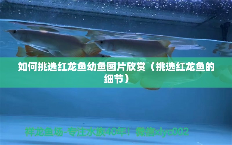 如何挑選紅龍魚(yú)幼魚(yú)圖片欣賞（挑選紅龍魚(yú)的細(xì)節(jié)）