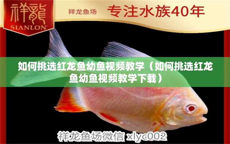 如何挑選紅龍魚幼魚視頻教學(xué)（如何挑選紅龍魚幼魚視頻教學(xué)下載） 觀賞魚市場（混養(yǎng)魚）