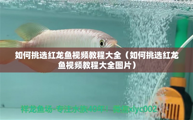 如何挑選紅龍魚(yú)視頻教程大全（如何挑選紅龍魚(yú)視頻教程大全圖片）