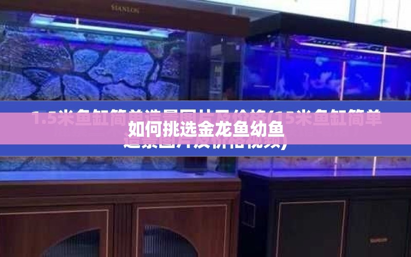 如何挑選金龍魚幼魚 水族問答 第1張