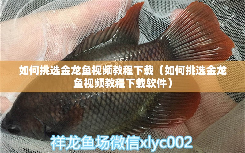 如何挑選金龍魚視頻教程下載（如何挑選金龍魚視頻教程下載軟件）