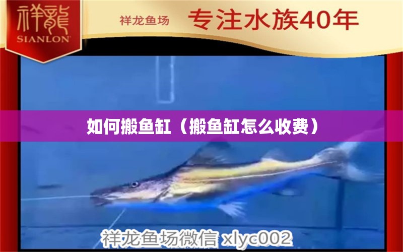 如何搬魚缸（搬魚缸怎么收費(fèi)）