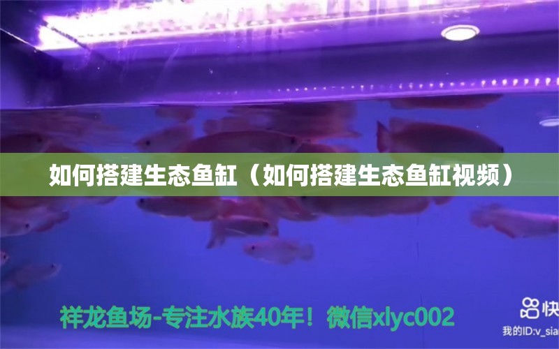 如何搭建生態(tài)魚缸（如何搭建生態(tài)魚缸視頻） 祥龍水族醫(yī)院