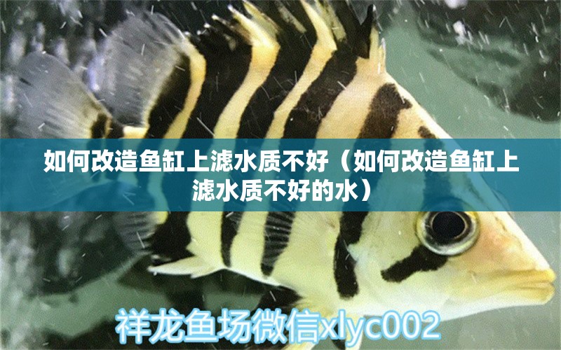 如何改造魚缸上濾水質不好（如何改造魚缸上濾水質不好的水） 黃金眼鏡蛇雷龍魚