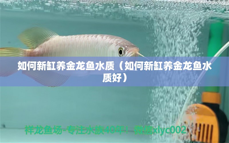 如何新缸養(yǎng)金龍魚水質(zhì)（如何新缸養(yǎng)金龍魚水質(zhì)好） 祥龍水族醫(yī)院