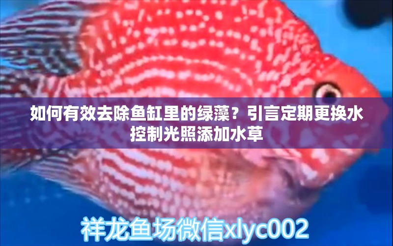 如何有效去除魚缸里的綠藻？引言定期更換水控制光照添加水草