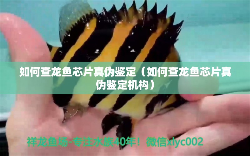 如何查龍魚芯片真?zhèn)舞b定（如何查龍魚芯片真?zhèn)舞b定機(jī)構(gòu)） 廣州龍魚批發(fā)市場(chǎng)