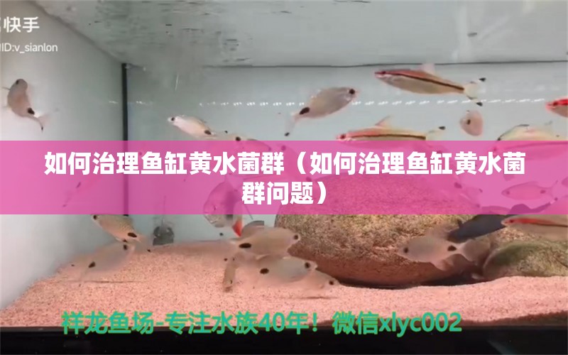 如何治理魚缸黃水菌群（如何治理魚缸黃水菌群?jiǎn)栴}）