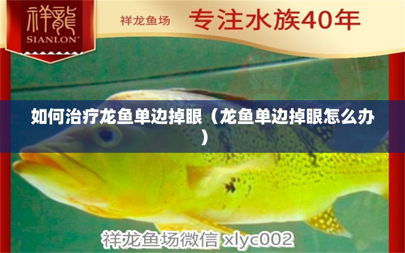 如何治療龍魚單邊掉眼（龍魚單邊掉眼怎么辦） 廣州龍魚批發(fā)市場