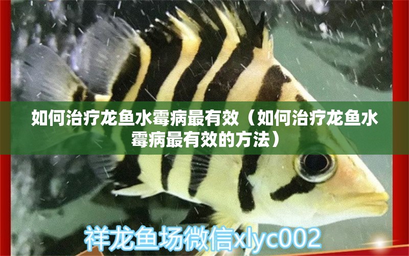 如何治療龍魚水霉病最有效（如何治療龍魚水霉病最有效的方法） 龍魚疾病與治療