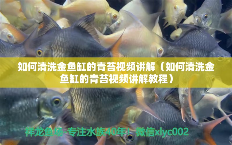 如何清洗金魚(yú)缸的青苔視頻講解（如何清洗金魚(yú)缸的青苔視頻講解教程）