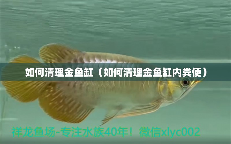 如何清理金魚缸（如何清理金魚缸內(nèi)糞便）