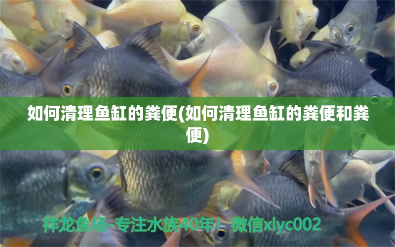 如何清理魚缸的糞便(如何清理魚缸的糞便和糞便) 白寫錦鯉魚