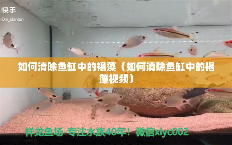 如何清除魚缸中的褐藻（如何清除魚缸中的褐藻視頻）