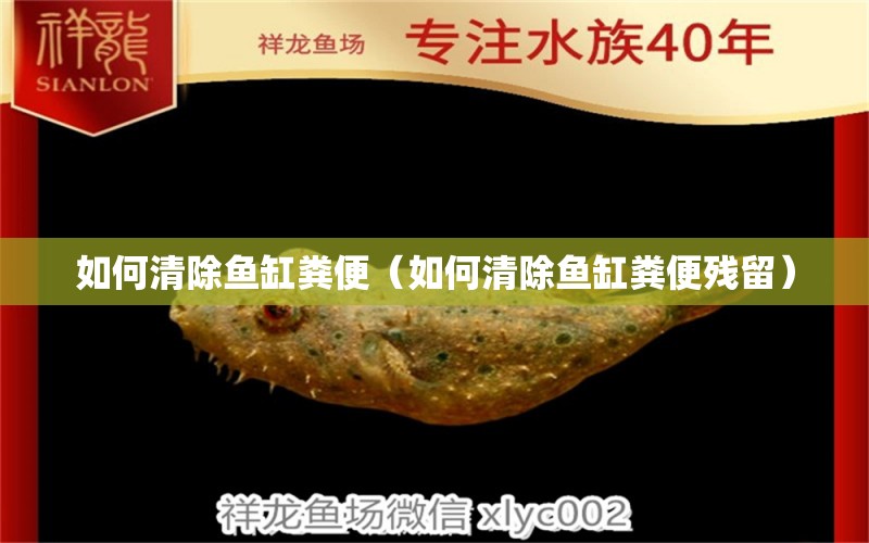 如何清除魚缸糞便（如何清除魚缸糞便殘留） 祥龍水族醫(yī)院