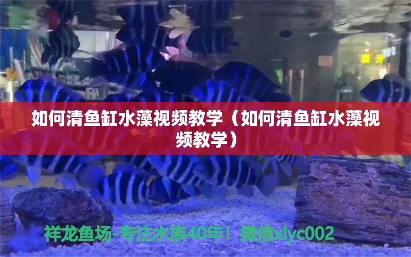 如何清魚缸水藻視頻教學(xué)（如何清魚缸水藻視頻教學(xué)）