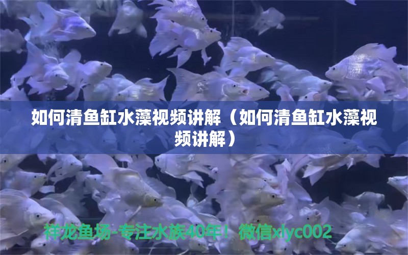 如何清魚缸水藻視頻講解（如何清魚缸水藻視頻講解）