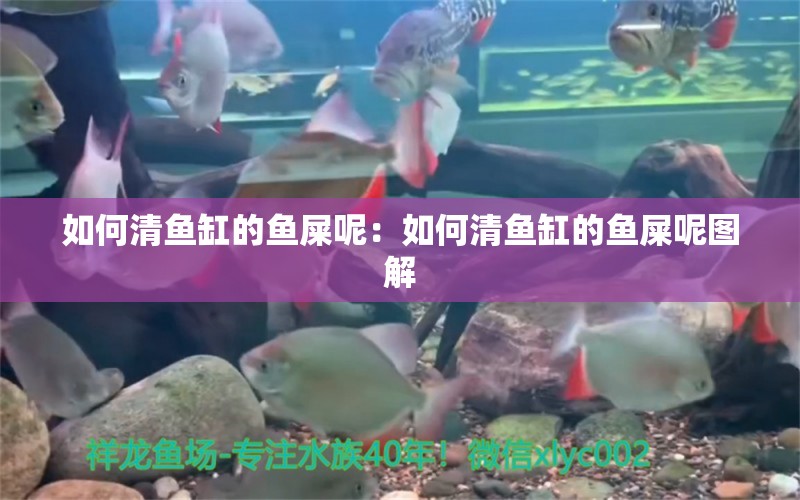 如何清魚缸的魚屎呢：如何清魚缸的魚屎呢圖解