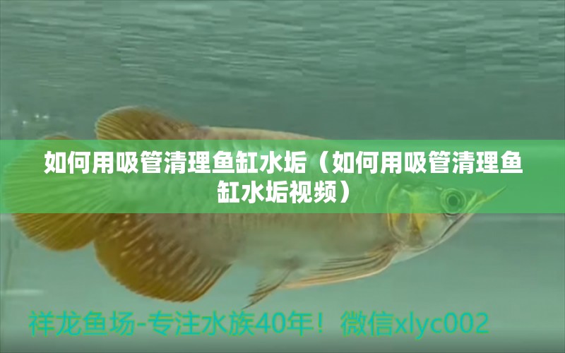 如何用吸管清理魚缸水垢（如何用吸管清理魚缸水垢視頻） 祥龍魚場