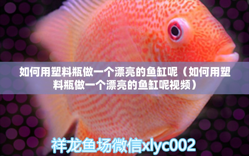 如何用塑料瓶做一個(gè)漂亮的魚缸呢（如何用塑料瓶做一個(gè)漂亮的魚缸呢視頻） 觀賞魚市場（混養(yǎng)魚）