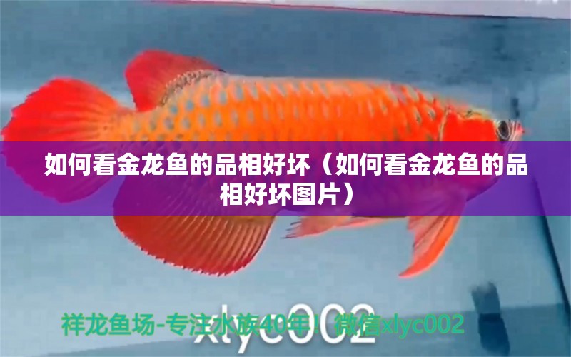 如何看金龍魚(yú)的品相好壞（如何看金龍魚(yú)的品相好壞圖片）