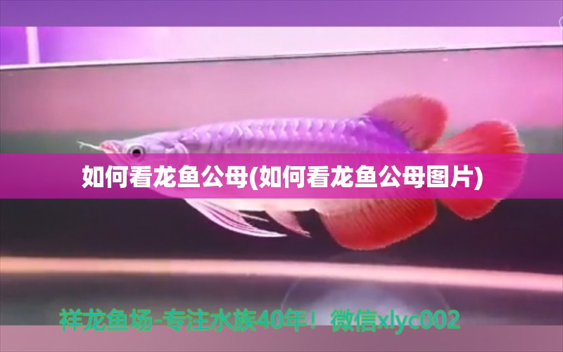 如何看龍魚公母(如何看龍魚公母圖片)