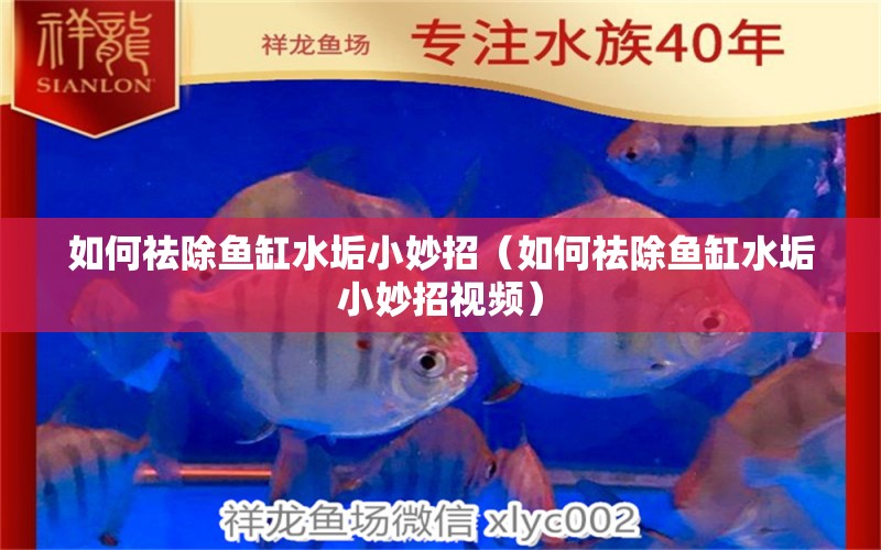 如何祛除魚缸水垢小妙招（如何祛除魚缸水垢小妙招視頻） 祥龍魚場