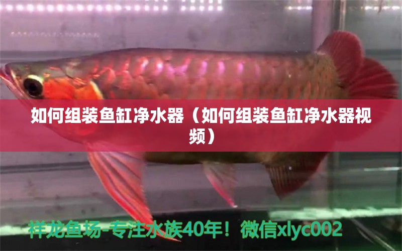 如何組裝魚缸凈水器（如何組裝魚缸凈水器視頻） 祥龍水族醫(yī)院