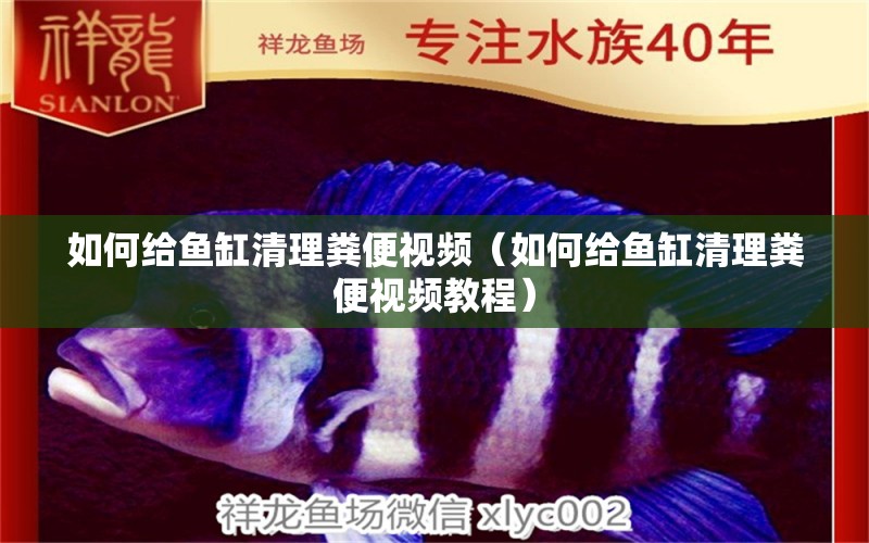 如何給魚缸清理糞便視頻（如何給魚缸清理糞便視頻教程）