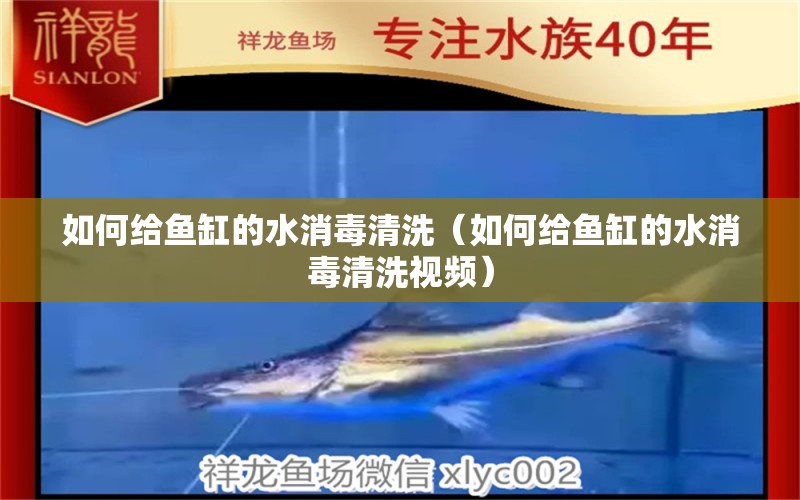 如何給魚缸的水消毒清洗（如何給魚缸的水消毒清洗視頻） 觀賞蝦蟹等飼料