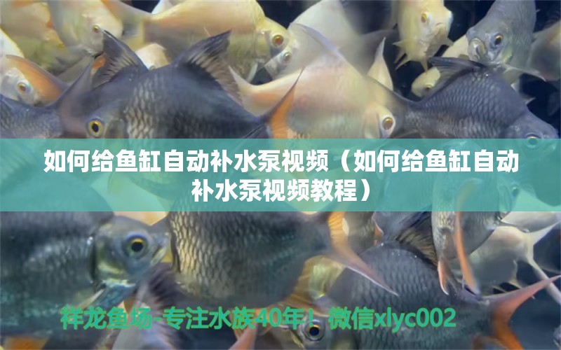 如何給魚缸自動補水泵視頻（如何給魚缸自動補水泵視頻教程） 祥龍水族醫(yī)院