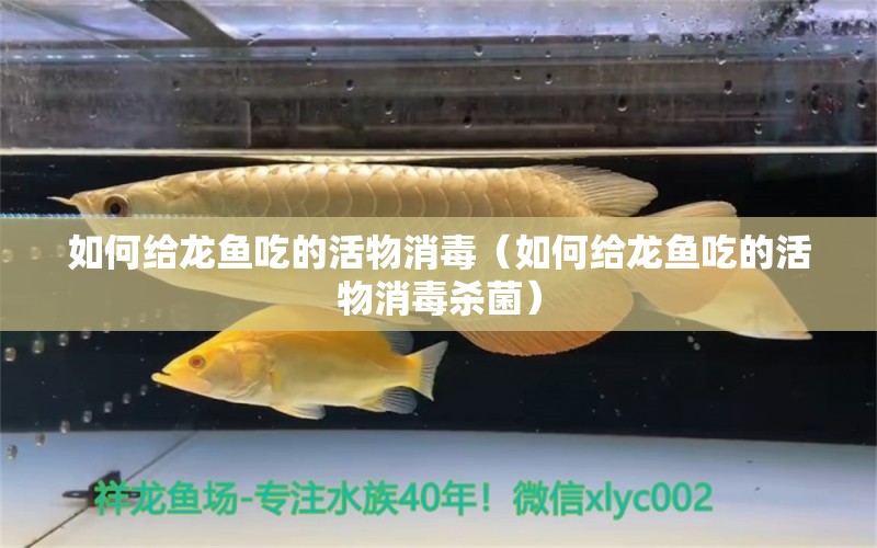 如何給龍魚吃的活物消毒（如何給龍魚吃的活物消毒殺菌） 龍魚疾病與治療