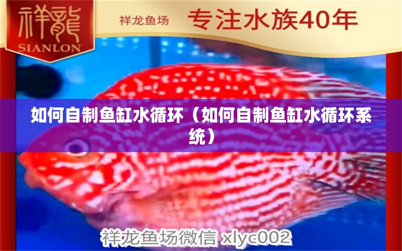 如何自制魚缸水循環(huán)（如何自制魚缸水循環(huán)系統(tǒng)） 申古銀版魚