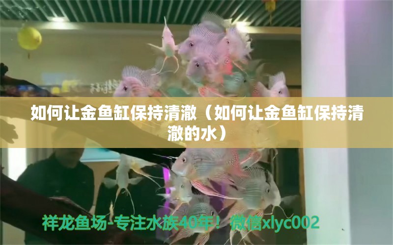 如何讓金魚缸保持清澈（如何讓金魚缸保持清澈的水） 祥龍水族醫(yī)院