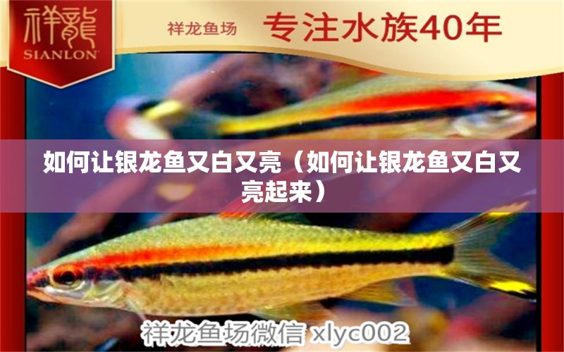 如何讓銀龍魚又白又亮（如何讓銀龍魚又白又亮起來） 銀龍魚