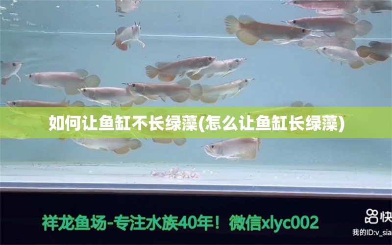 如何讓魚(yú)缸不長(zhǎng)綠藻(怎么讓魚(yú)缸長(zhǎng)綠藻) 紅老虎魚(yú) 第1張