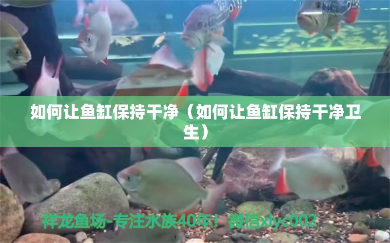 如何讓魚(yú)缸保持干凈（如何讓魚(yú)缸保持干凈衛(wèi)生）