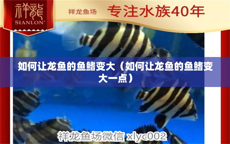 如何讓龍魚(yú)的魚(yú)鰭變大（如何讓龍魚(yú)的魚(yú)鰭變大一點(diǎn)）