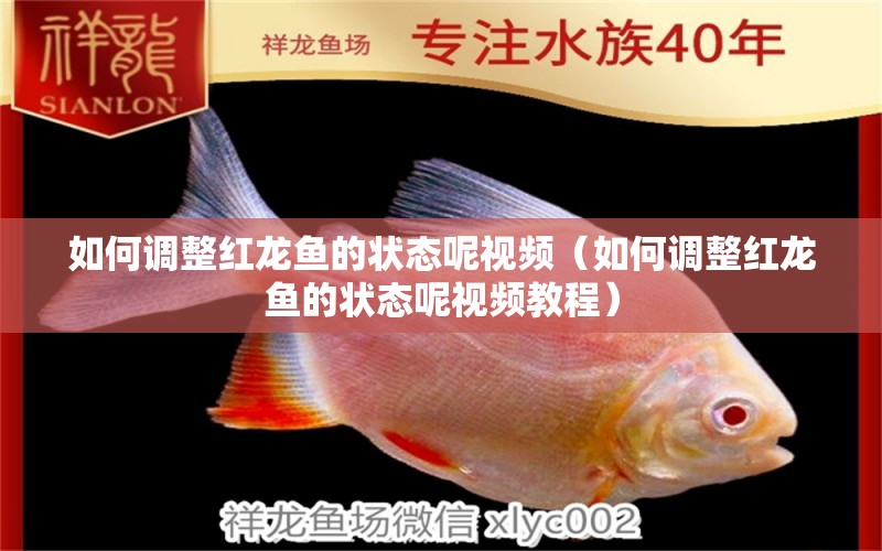 如何調(diào)整紅龍魚(yú)的狀態(tài)呢視頻（如何調(diào)整紅龍魚(yú)的狀態(tài)呢視頻教程） 龍魚(yú)百科