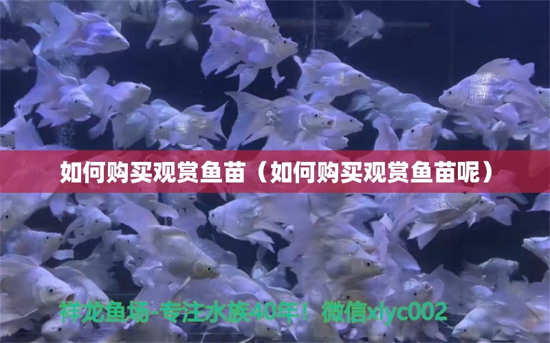 如何購買觀賞魚苗（如何購買觀賞魚苗呢）