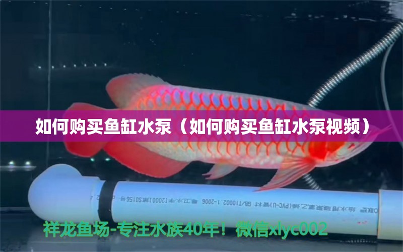 如何購買魚缸水泵（如何購買魚缸水泵視頻） 鸚鵡魚