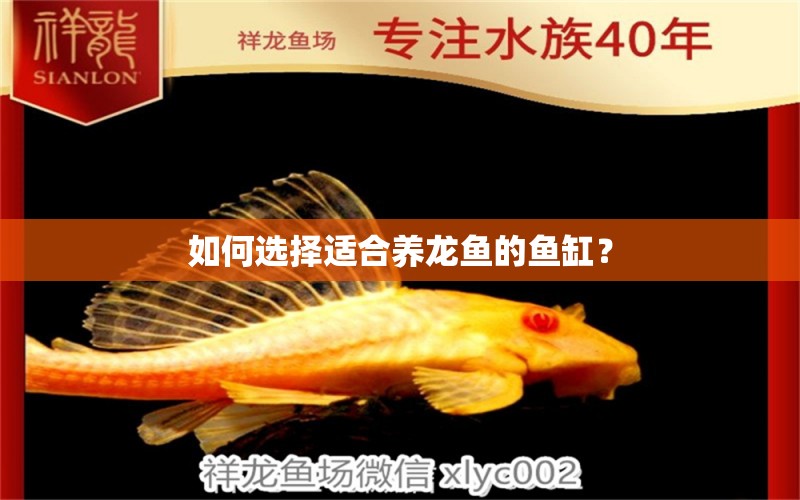 如何選擇適合養(yǎng)龍魚的魚缸？