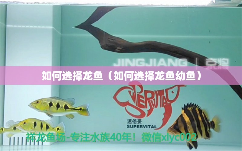 如何選擇龍魚（如何選擇龍魚幼魚） 龍魚疾病與治療