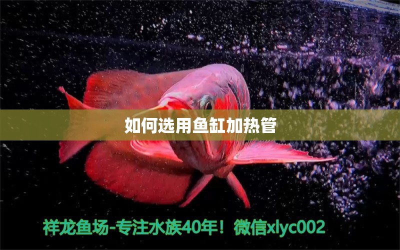 如何選用魚缸加熱管 觀賞魚