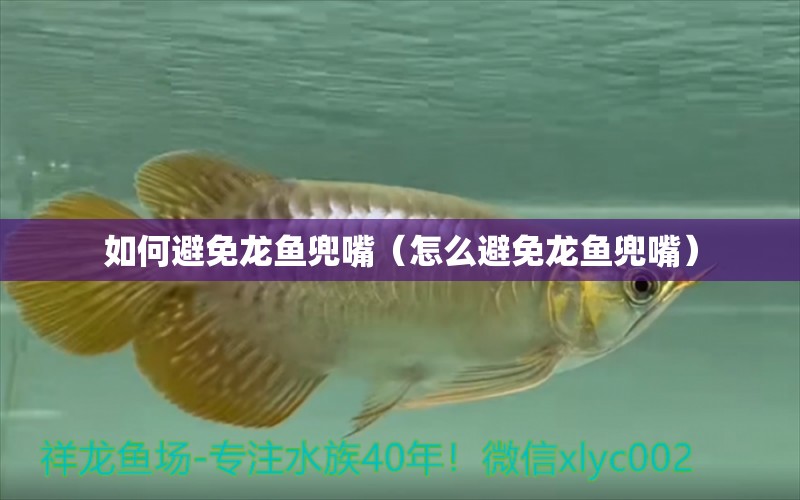 如何避免龍魚(yú)兜嘴（怎么避免龍魚(yú)兜嘴） 祥龍水族醫(yī)院