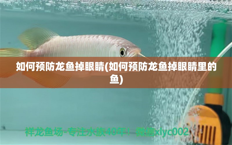 如何預(yù)防龍魚(yú)掉眼睛(如何預(yù)防龍魚(yú)掉眼睛里的魚(yú)) 斑馬鴨嘴魚(yú)