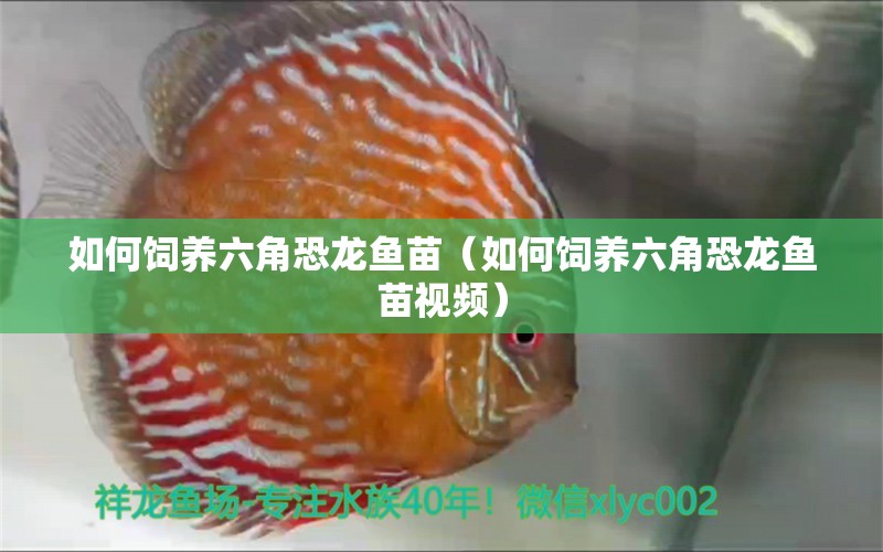 如何飼養(yǎng)六角恐龍魚苗（如何飼養(yǎng)六角恐龍魚苗視頻） 廣州龍魚批發(fā)市場